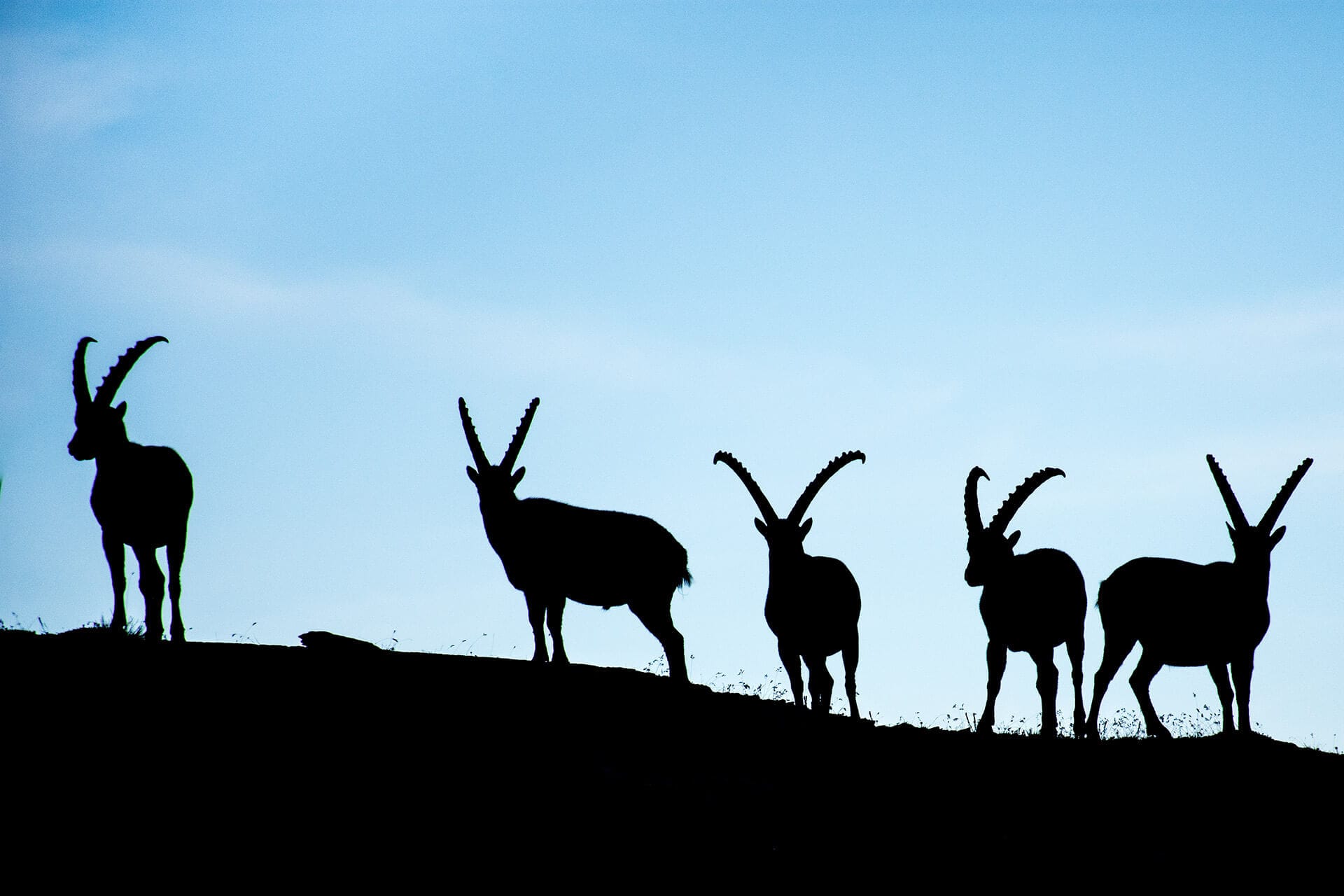 Group of ibex