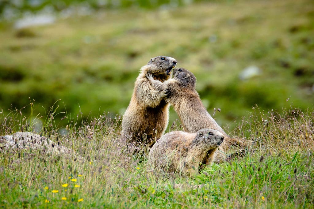 Arguing marmots