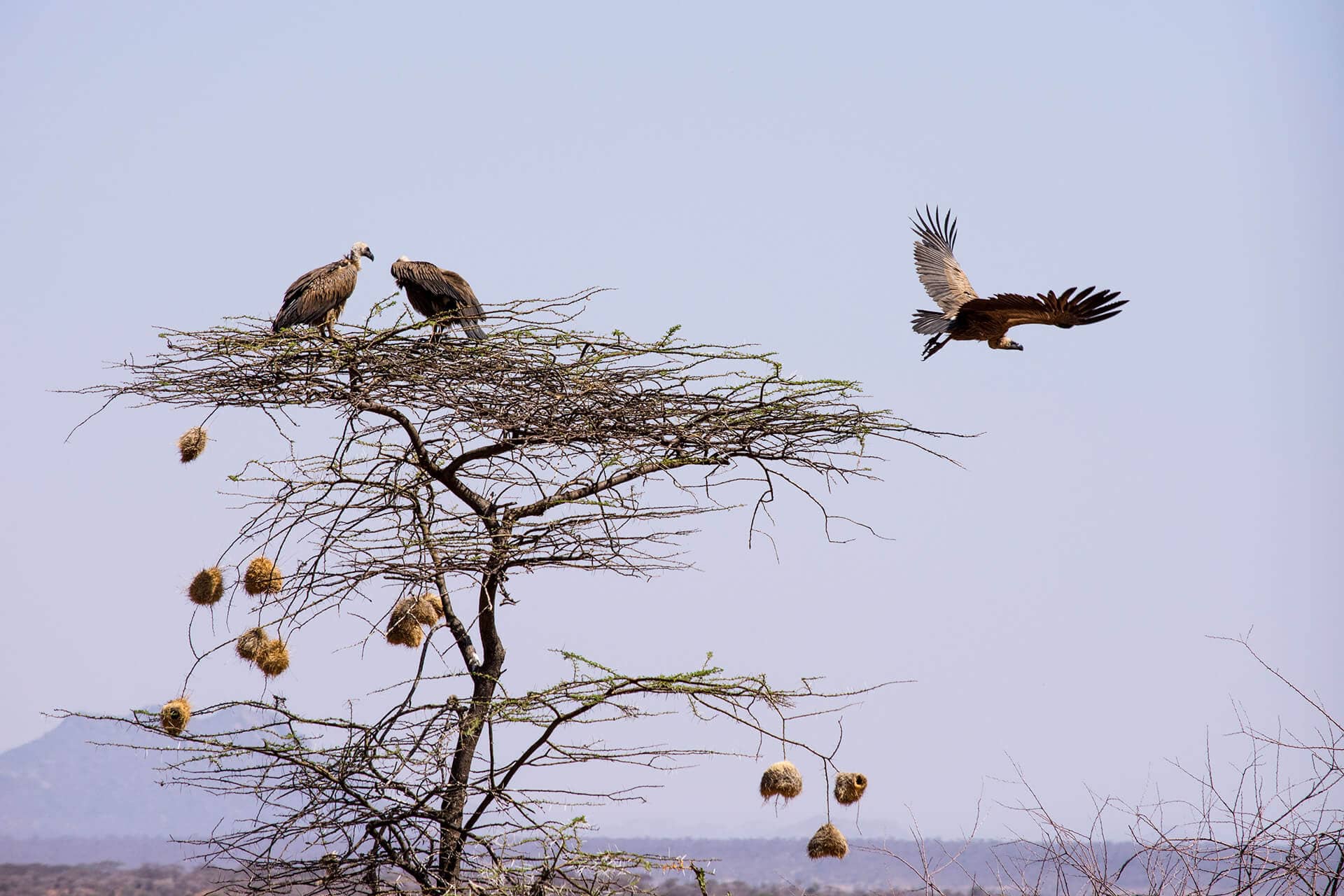 Vulture taking flight