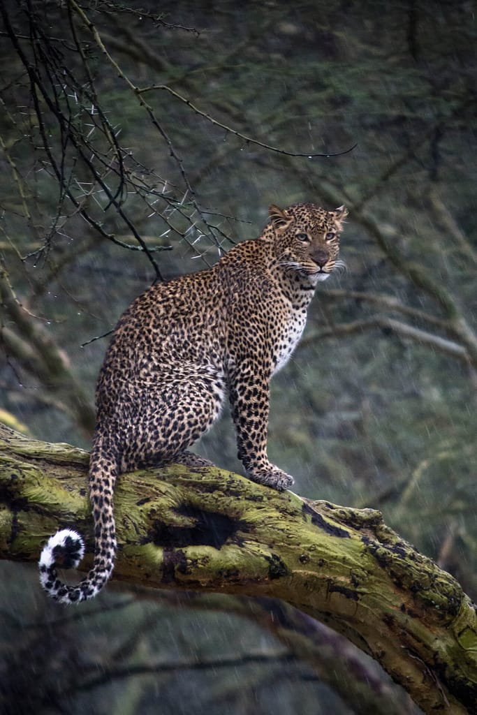 Leopard in the rain
